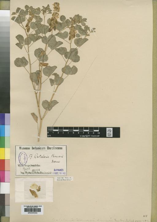 Crotalaria thomasii Harms - BM000843502