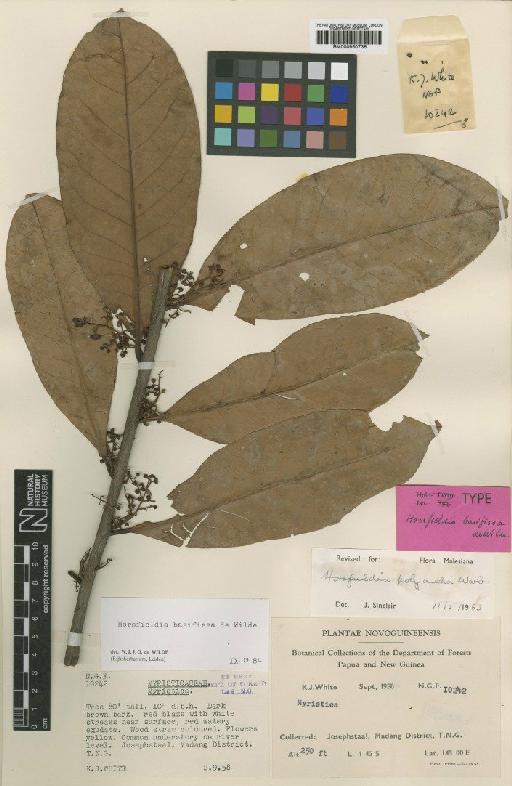 Horsfieldia basifissa W.J.de Wilde - BM000950736