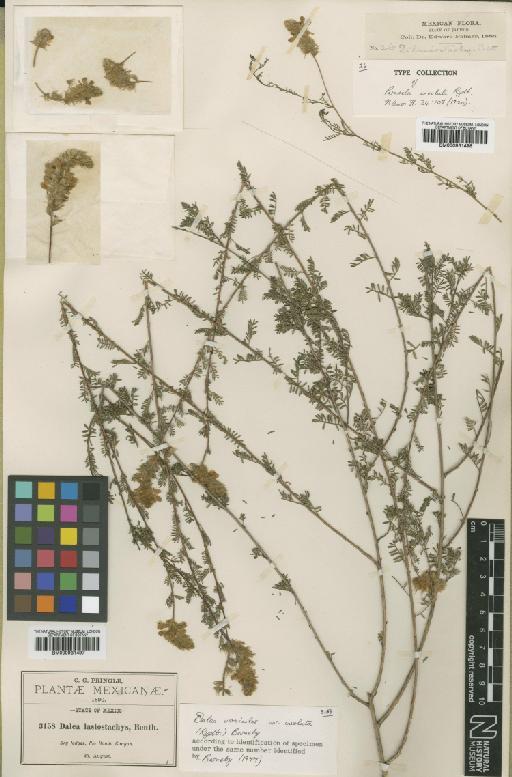 Dalea versicolor var. involuta (Rydb) Barneby - BM000931498