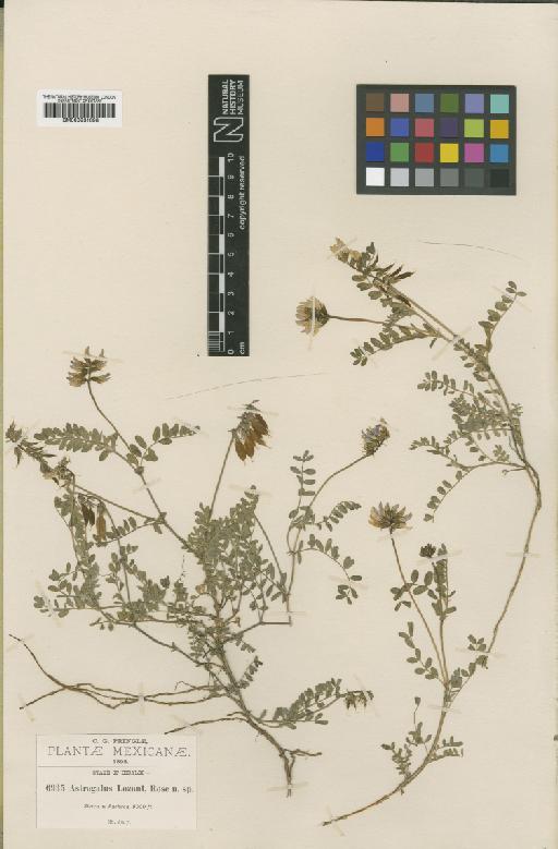 Astragalus guatemalensis var. lozani M.E.Jones - BM000931698