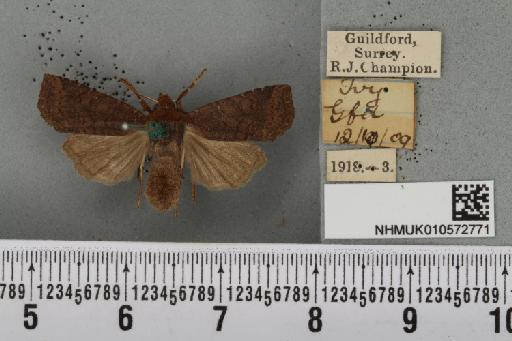 Conistra ligula (Esper, 1791) - NHMUK_010572771_630494