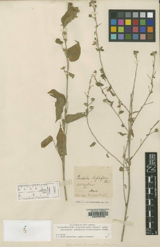 Bastardia hirsutiflora - BM000603985