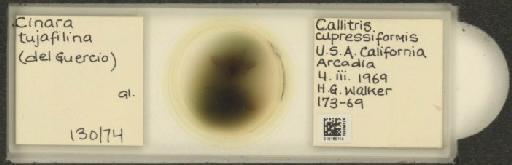 Cinara (Cupressobium) tujafilinus Del Guercio, 1909 - 010180114_112974_1093875