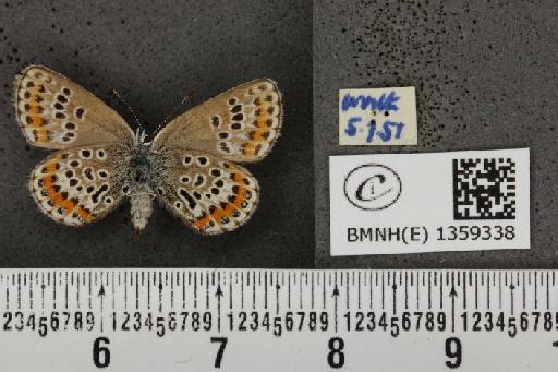 Plebejus argus argus ab. basijuncta Tutt, 1909 - BMNHE_1359338_154229