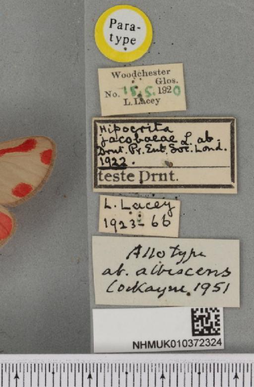 Tyria jacobaeae Cockayne, 1951 - NHMUK_010372324_label_513015