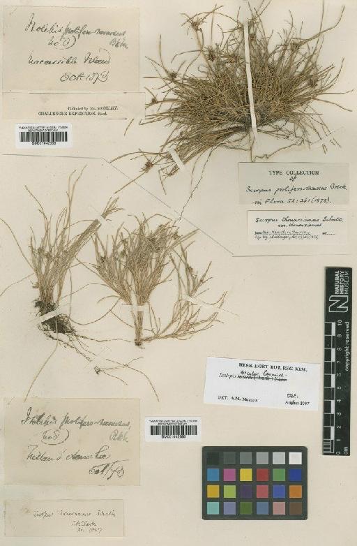 Isolepis bicolor Carmich. - BM001042359