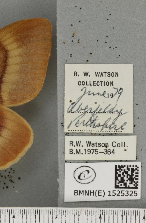 Lasiocampa quercus callunae Gillette & Palmer, 1847 - BMNHE_1525325_label_194215