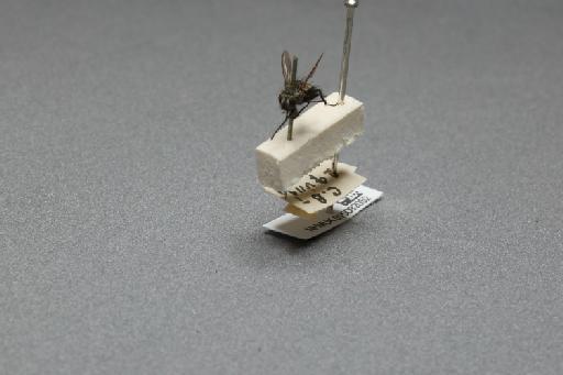 Sarcophaga (Myorhina) nigriventris Meigen, 1826 - 015092052_additional_3