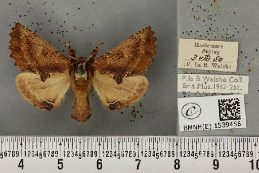 Ptilodon capucina (Linnaeus, 1758) - BMNHE_1539456_247036