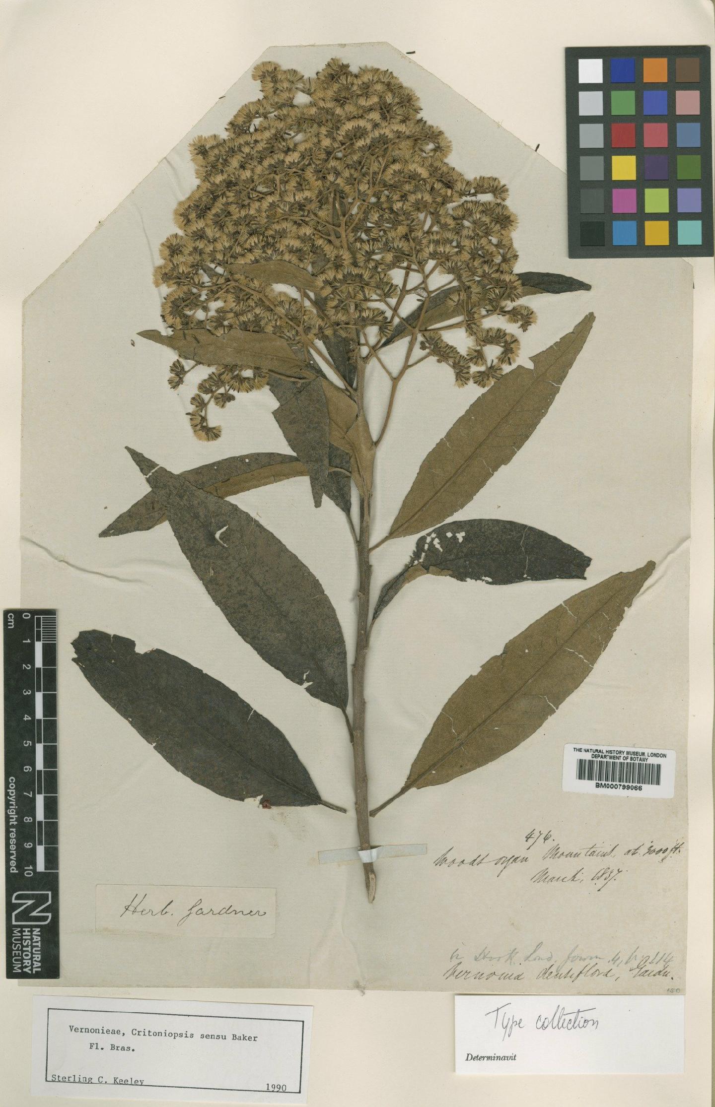 To NHMUK collection (Vernonia densiflora Gardner; Type; NHMUK:ecatalogue:4991502)