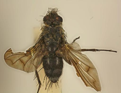 Acronacantha nubilipennis van der Wulp, 1891 - Acrocantha nubilipennis dorsal