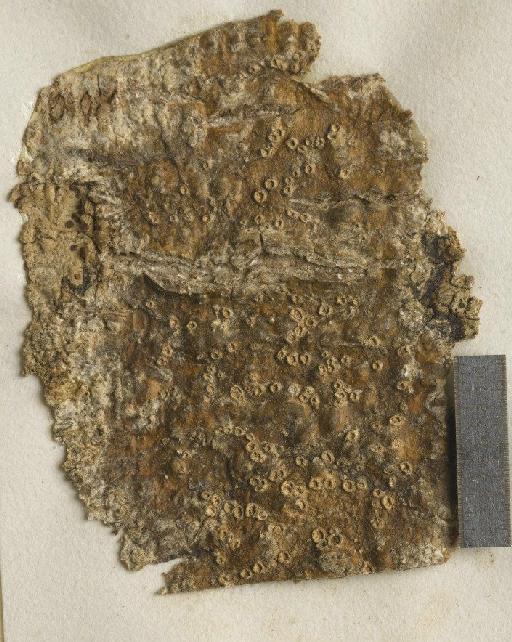 Phaeotrema platycarpoides (Tuck.) Zahlbr. - BM001106526_a