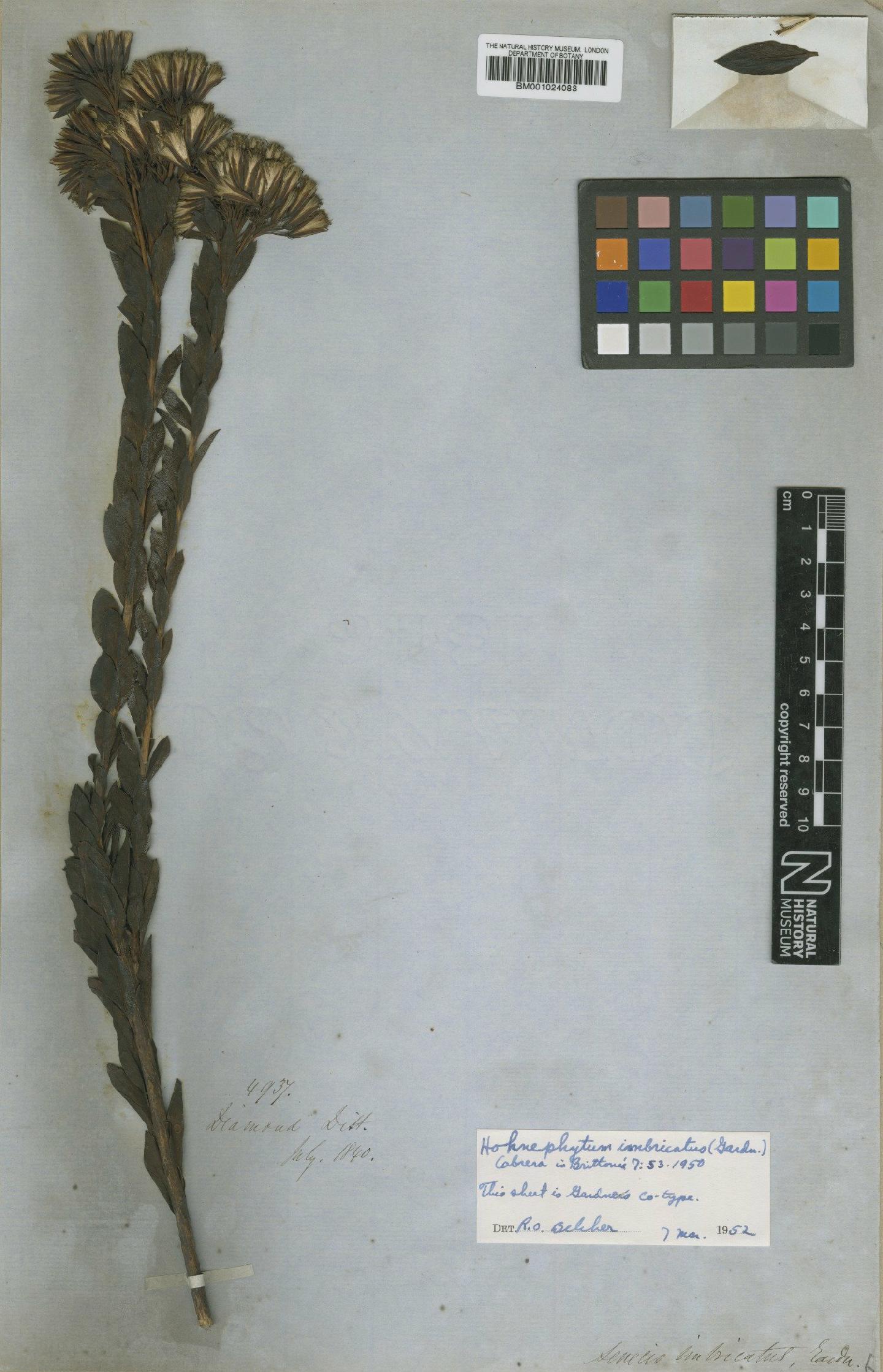To NHMUK collection (Hoehnephytum imbricatum (Gardner) Cabrera; Type; NHMUK:ecatalogue:622540)