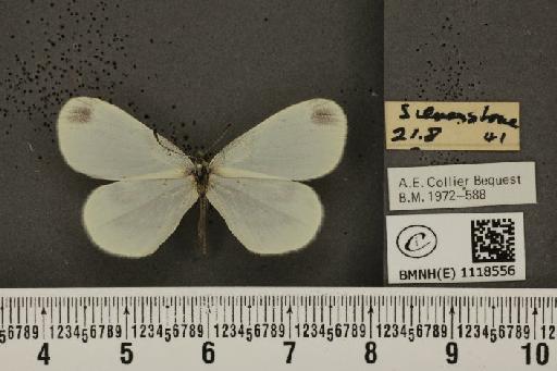 Leptidea sinapis sinapis Linnaeus, 1758 - BMNHE_1118556_73670