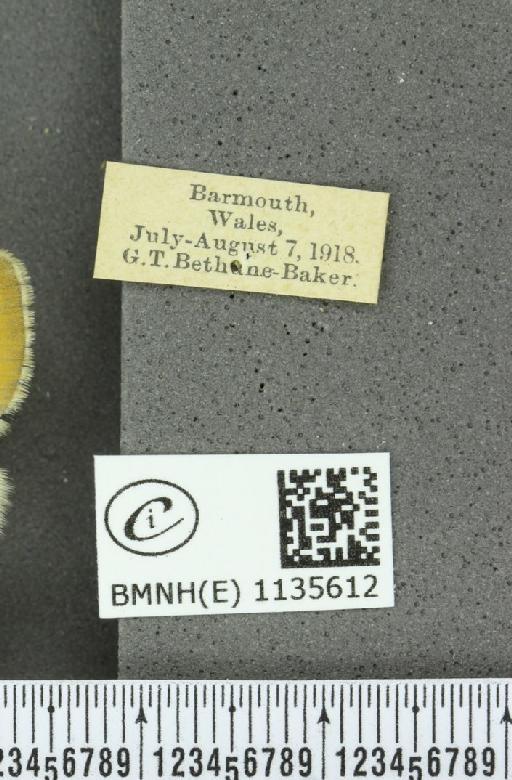 Coenonympha pamphilus (Linnaeus, 1758) - BMNHE_1135612_label_112575