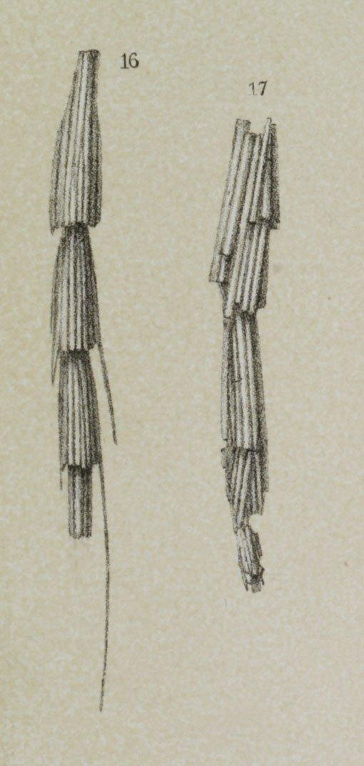 To NHMUK collection (Reophax spiculifera Brady, 1879; Syntype; NHMUK:ecatalogue:3093124)