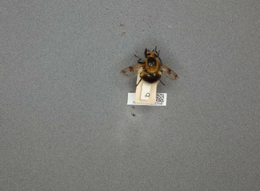 Volucella bombylans (Linnaeus, 1758) - 012530541_807752_1286622