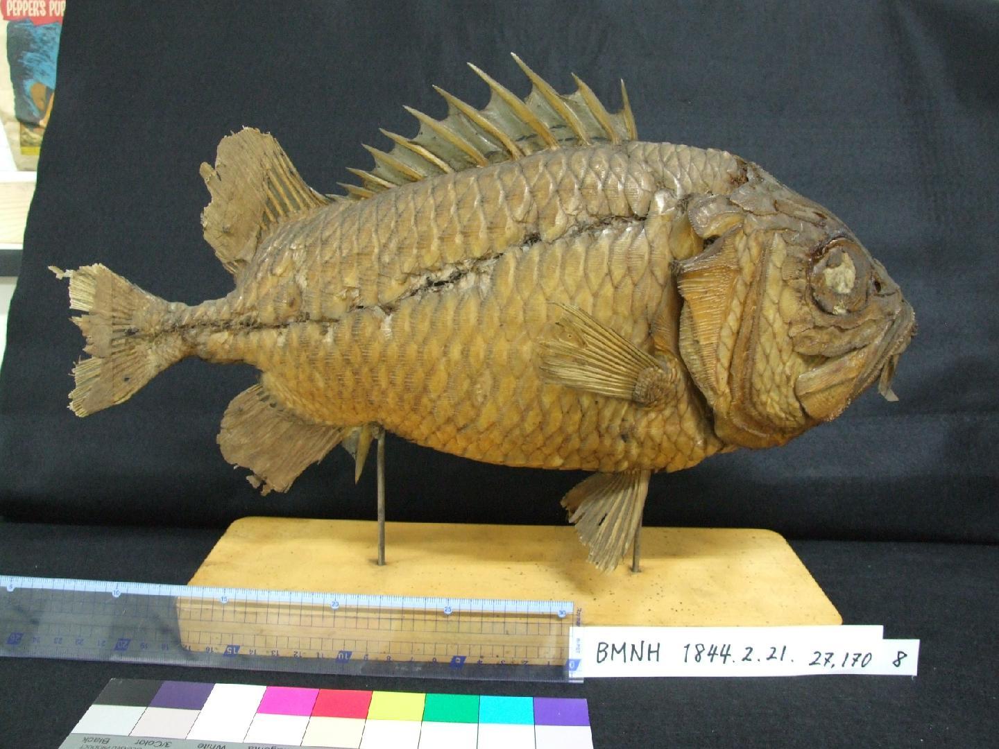 To NHMUK collection (Myripristis japonicus Cuvier in Cuvier & Valenciennes, 1829; NHMUK:ecatalogue:2577444)