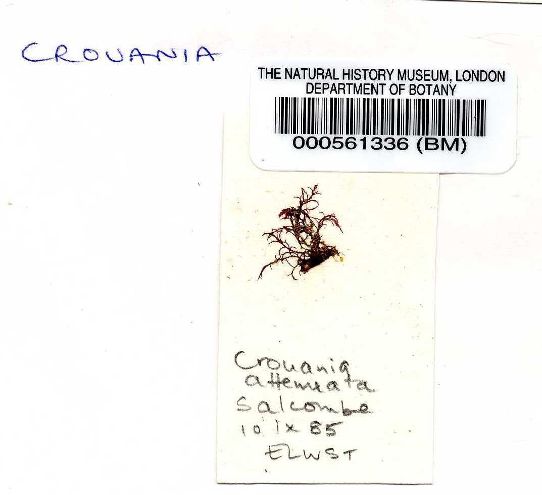 To NHMUK collection (Crouania attenuata (Agardh) Agardh; NHMUK:ecatalogue:4783688)