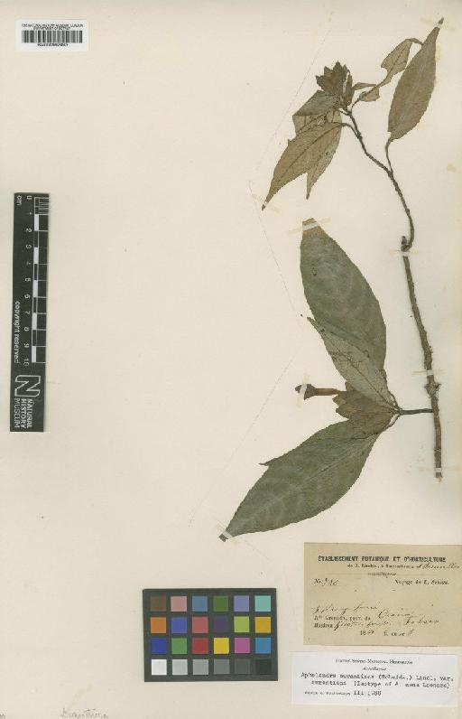Aphelandra aurantiaca var. aurantiaca (Scheidw) Lindl. - BM000992493