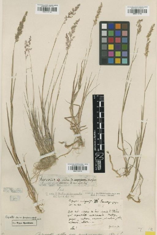 Agrostis stolonifera L. - BM001134193