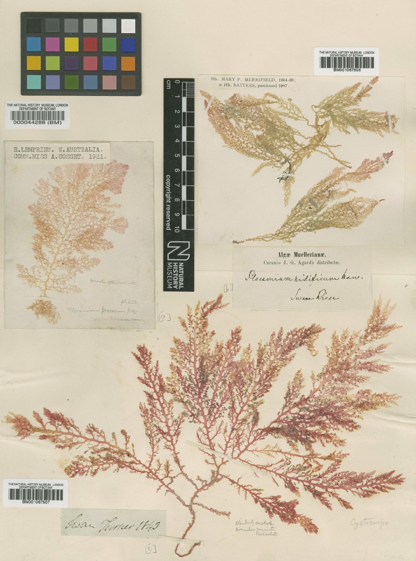 To NHMUK collection (Plocamium mertensii (Grev.) Harv.; NHMUK:ecatalogue:2298174)