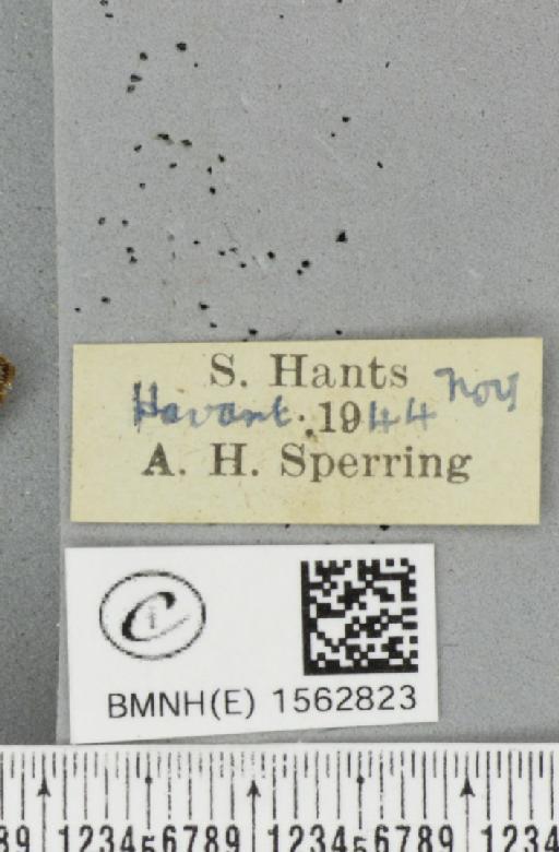 Poecilocampa populi (Linnaeus, 1758) - BMNHE_1562823_label_239930