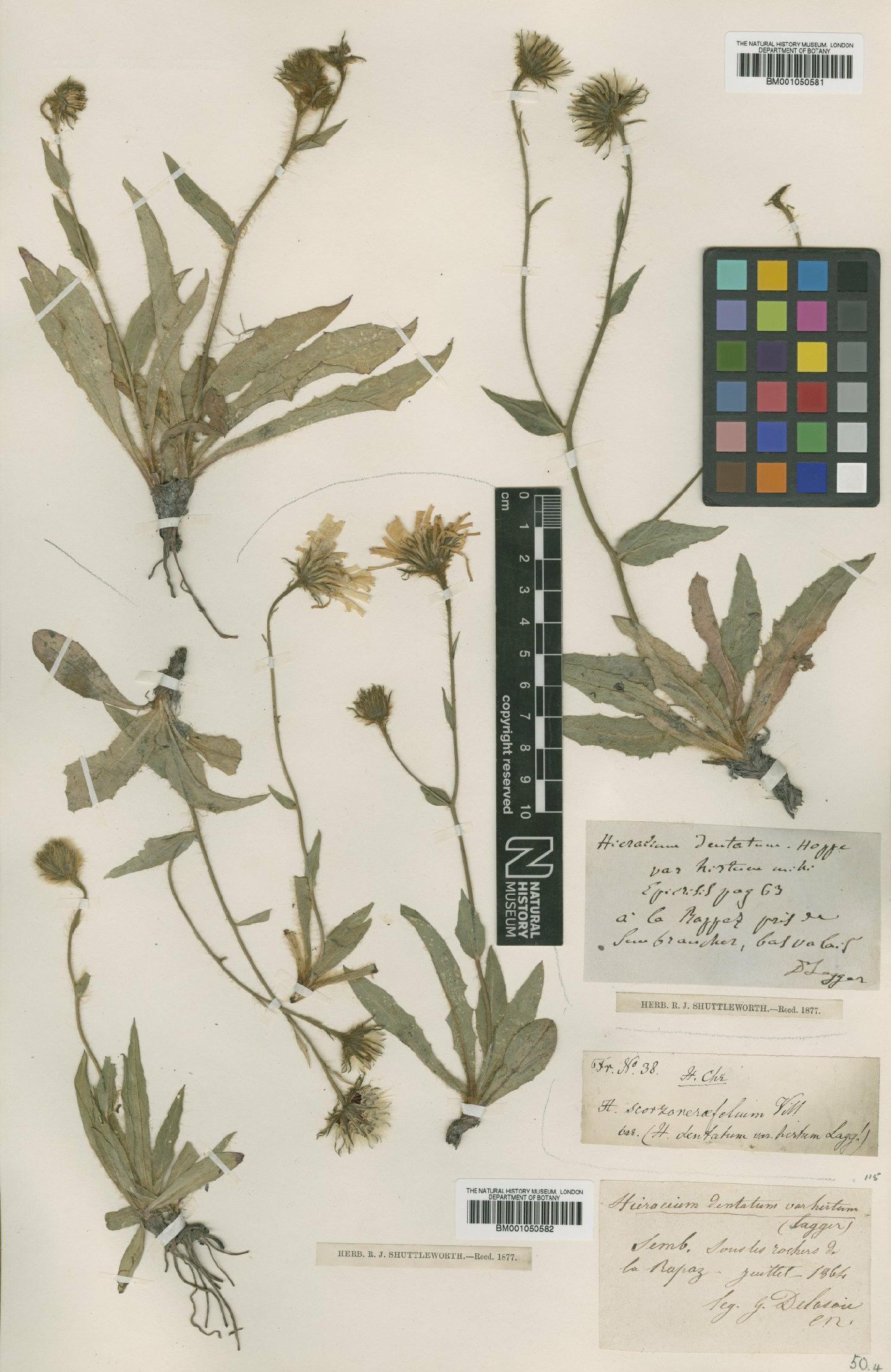 To NHMUK collection (Hieracium leucophaeum subsp. gremlii (Arv.-Touv.) Zahn; TYPE; NHMUK:ecatalogue:2396225)