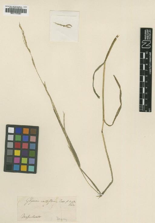 Glyceria acutiflora Torr. - BM001042207