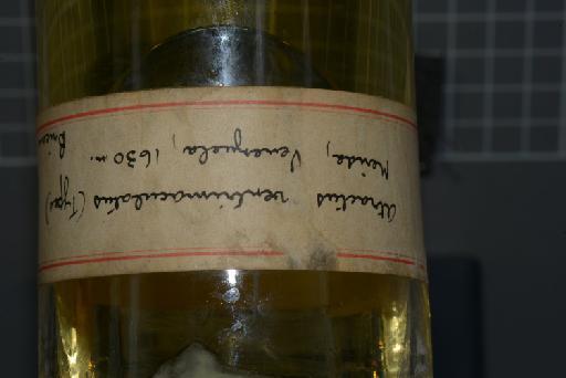 Atractus ventrimaculatus Boulenger, 1905 - Image of specimen 1946.1.5.12-15