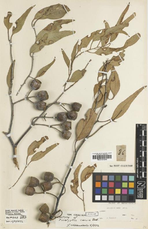 Eucalyptus caesia Benth. - BM001015268