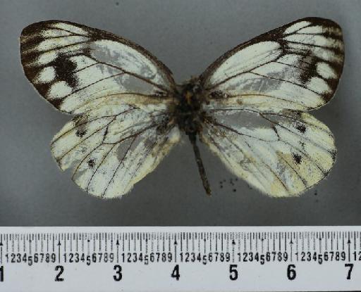 Pieris dubernardi Oberthür, 1884 - Pieris dubernardi Oberthur & Bryk syntype male 1034741 dorsal