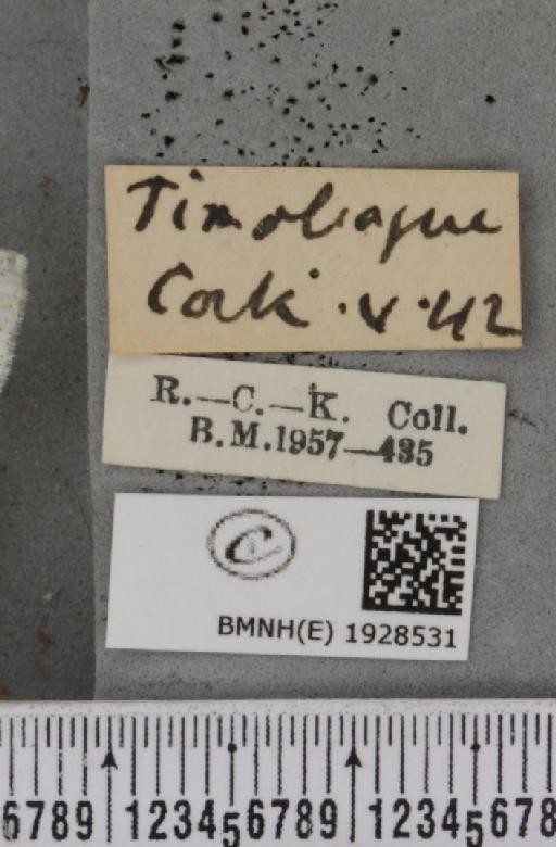Cabera pusaria (Linnaeus, 1758) - BMNHE_1928531_label_494488