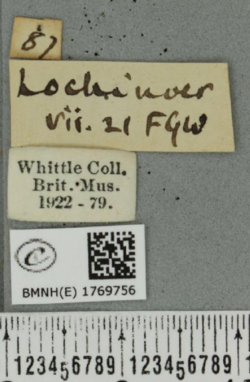 Dysstroma truncata truncata (Hufnagel, 1767) - BMNHE_1769756_label_350524