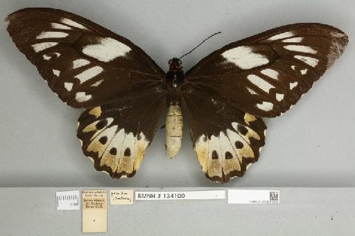 Ornithoptera priamus poseidon Doubleday, 1847 - 013603968__