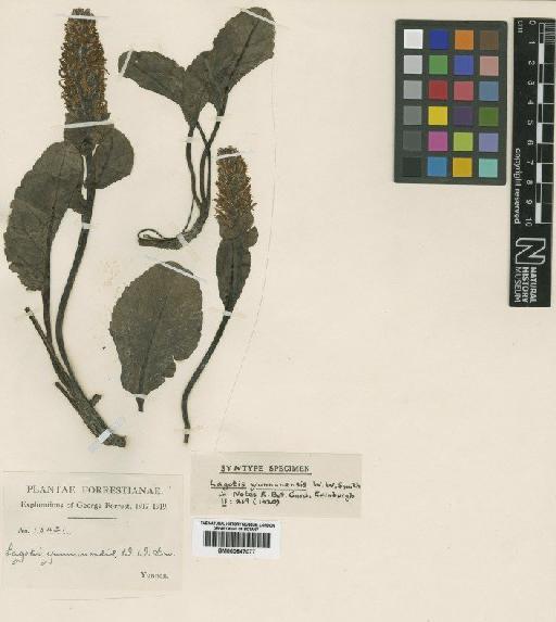 Lagotis yunnanensis Sm - BM000847077