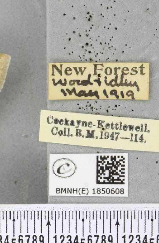 Petrophora chlorosata (Scopoli, 1763) - BMNHE_1850608_label_425542