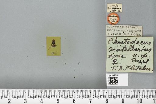 Bactrocera (Javadacus) scutellaria (Bezzi, 1916) - BMNHE_1438755_35255