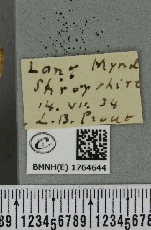 Eulithis populata (Linnaeus, 1758) - BMNHE_1764644_label_344557