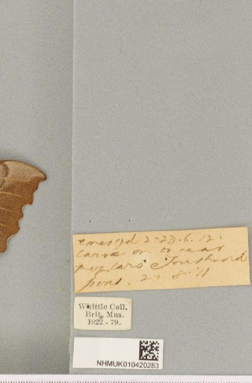 Laothoe populi populi (Linnaeus, 1758) - NHMUK_010420283_label_525519