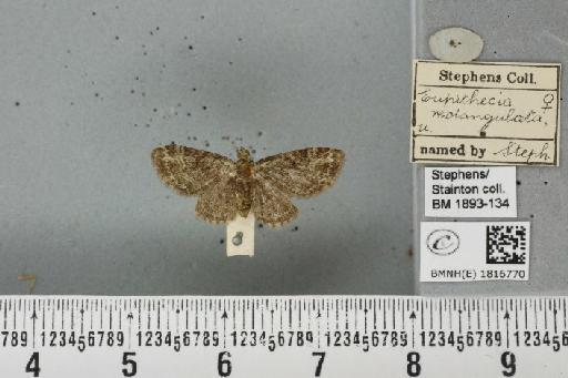 Pasiphila rectangulata (Linnaeus, 1758) - BMNHE_1816770_397600