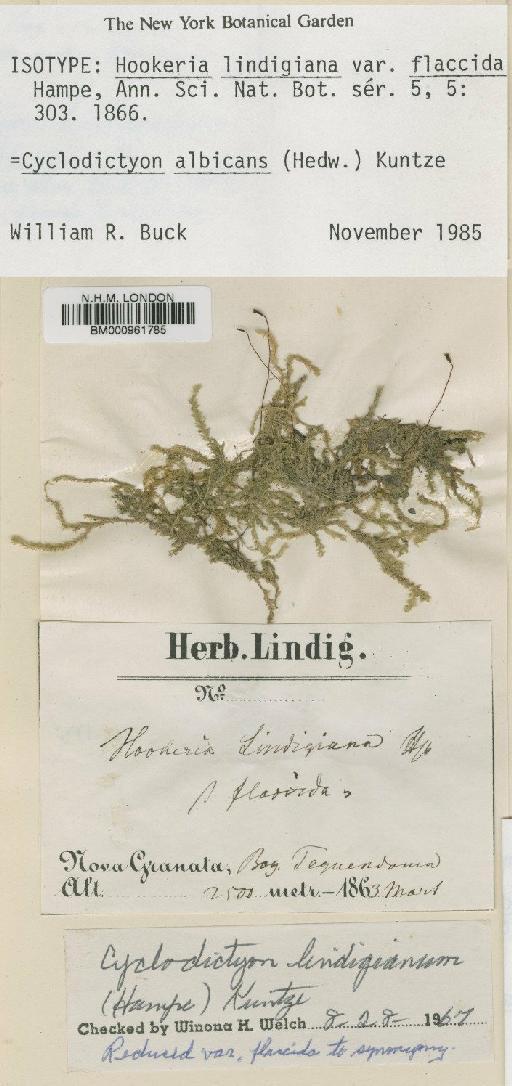 Cyclodictyon albicans (Hedw.) Kuntze - BM000961785