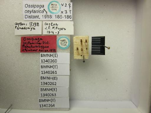 Ossipaga ceylanica Distant, 1918 - Ossipaga ceylanica-BMNH(E)1340264-Paralectotype sex queried dorsal & labels