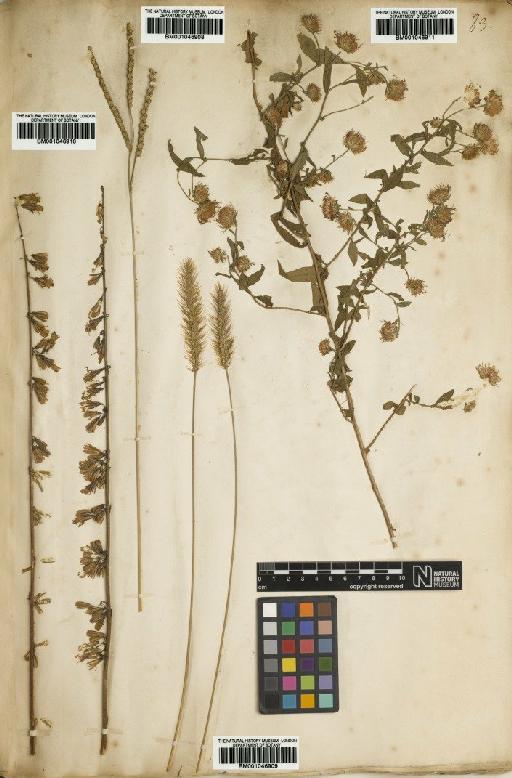 Paspalum floridanum Michx. - BM001046909