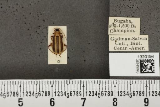 Acalymma coruscum costaricense Bechyné, 1955 - BMNHE_1320194_21126