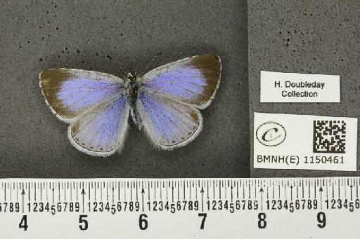 Celastrina argiolus britanna (Verity, 1919) - BMNHE_1150461_111883