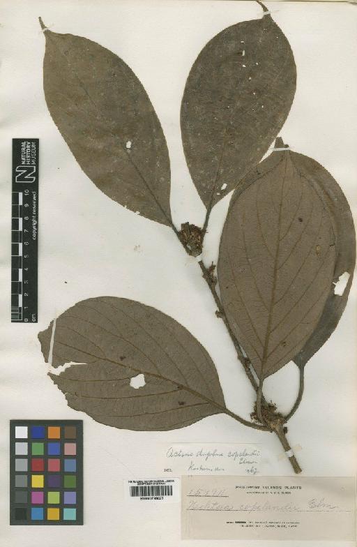 Actinodaphne conferta (Merr.) Merr. - BM000799027