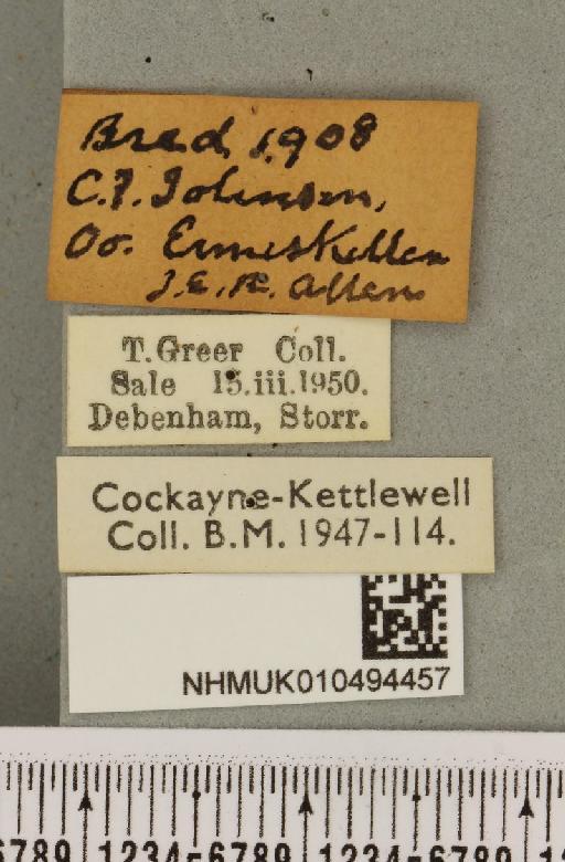 Autographa bractea ab. bracteana Strand, 1916 - NHMUK_010494457_label_550111