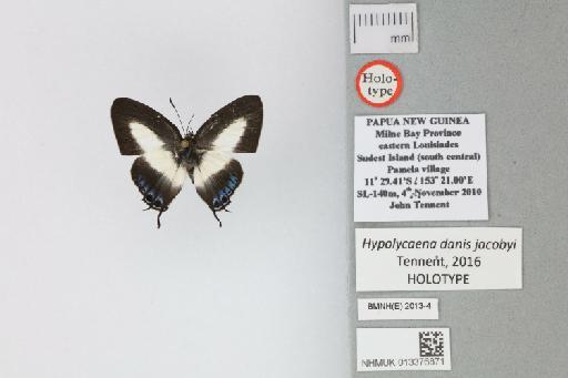 Hypolycaena danis jacobyi Tennent, 2016 - 013376871_Hypolycaena_danis_jacobyi_Tennent_2016_HT