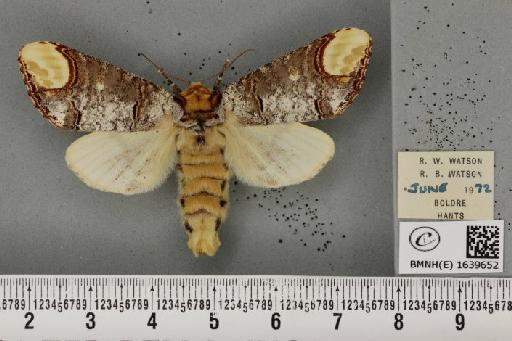 Phalera bucephala bucephala (Linnaeus, 1758) - BMNHE_1639652_208806